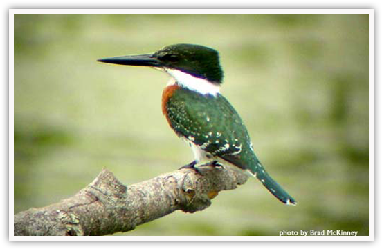 Green Kingfisher - Kingfisher Birds In Texas (578x379), Png Download
