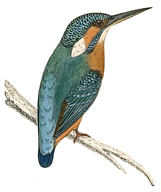 Kingfisher From 'british Birds' - Giclee Painting: Morris' Kingfisher Sitting On A Thin (330x408), Png Download