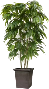 Wedding Gift Registry Nigeria - Topiary (307x410), Png Download