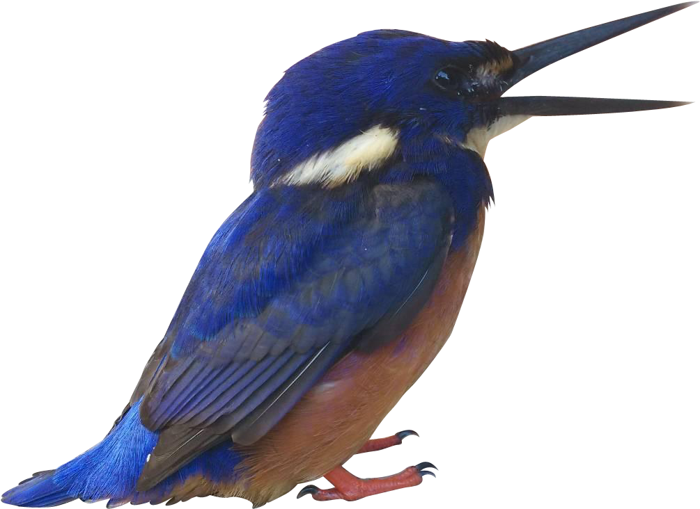 Blue Kingfisher - Portable Network Graphics (1919x1080), Png Download