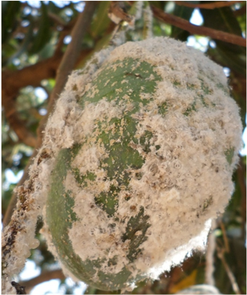 Colony Of Icerya Aegyptiaca On The Main Nervure Of - Kiribath (903x426), Png Download