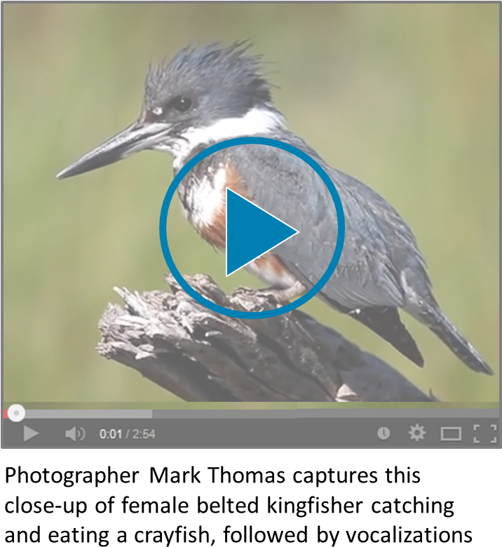 Belted Kingfisher Video Icon - Belted Kingfisher (732x803), Png Download