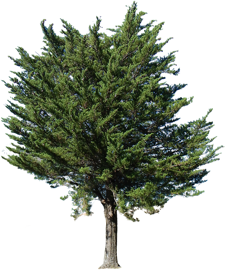 Tree Transparent (930x1100), Png Download