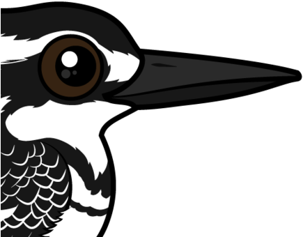 About The Pied Kingfisher - Pied Kingfisher (440x440), Png Download
