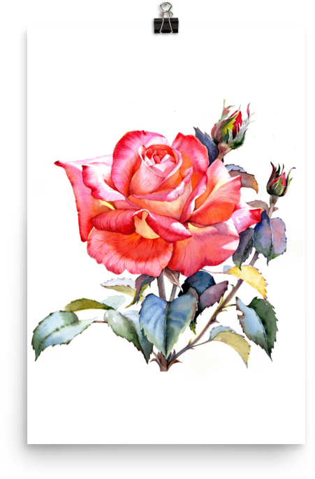 Bright And Floral Rose Watercolour Print Matte Poster - Watercolor Painting (1000x1000), Png Download
