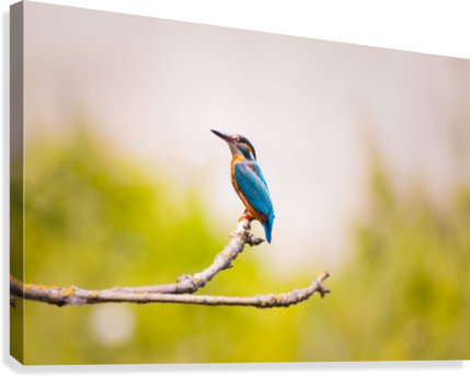 Kingfisher 2363879 Canvas Print - 4k Kingfisher (429x344), Png Download