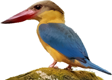 Coraciiformes (400x400), Png Download