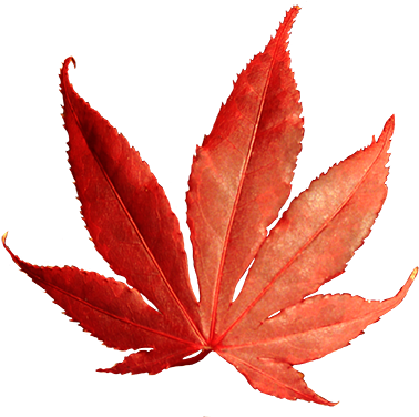 Falling Autumn Leaves Png (384x375), Png Download