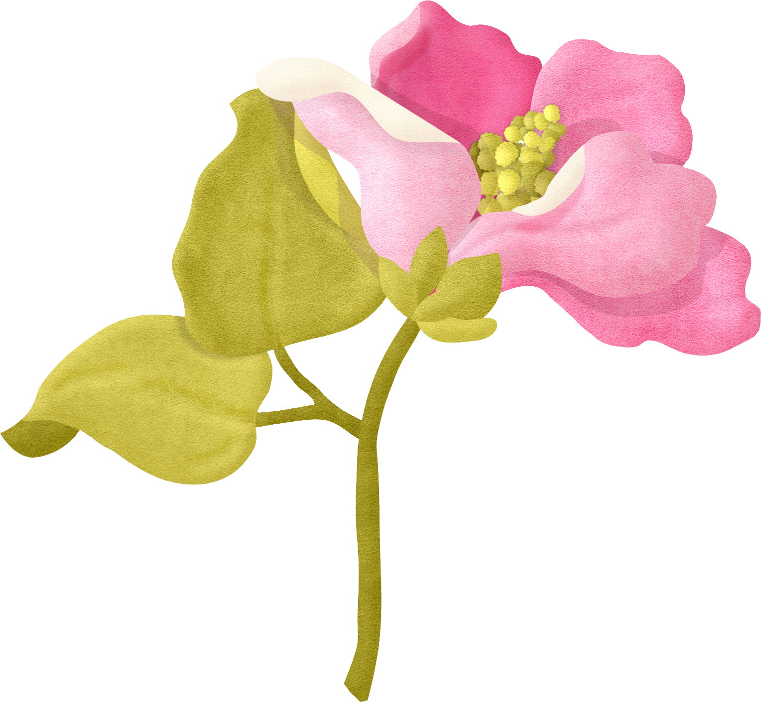 From Laughter To Collection Pinterest - Flower (1528x1410), Png Download