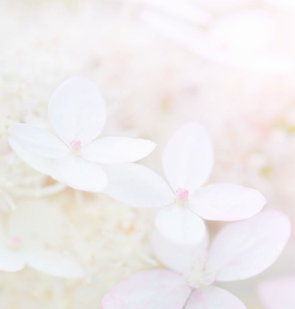 Hydrangea (960x1008), Png Download