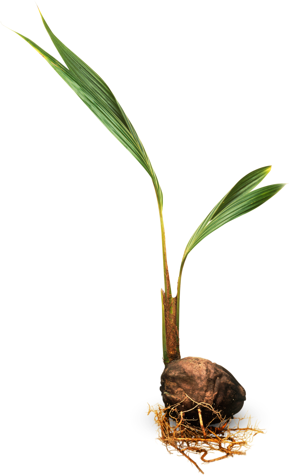 Coconut Tree Leaves Png Download - Coconut Plant Png (960x1558), Png Download