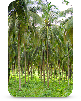 Organic Coconut Palm Grove - Attalea Speciosa (300x400), Png Download