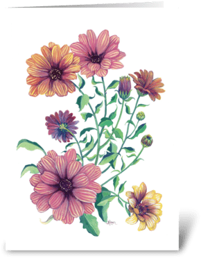Cape Daisy Blossoms Greeting Card - Daisy Blossoms (350x396), Png Download