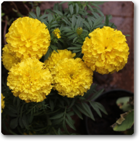 African Marigold Yellow (650x489), Png Download
