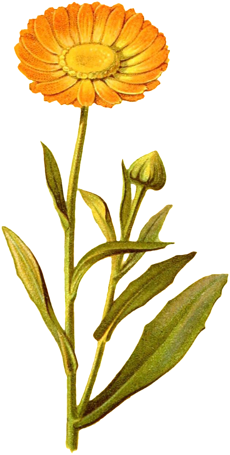 Yellow Flower Transparent Decorative - Watercolor Painting (1024x1678), Png Download