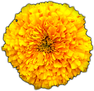 Click Here To See Marigold Album - Marigold Png (500x400), Png Download
