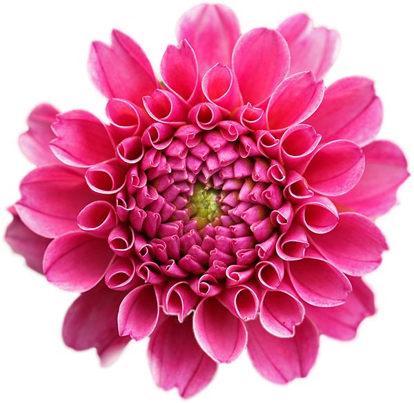 Fuchsia Flower Png - Flowers With White Background (600x583), Png Download