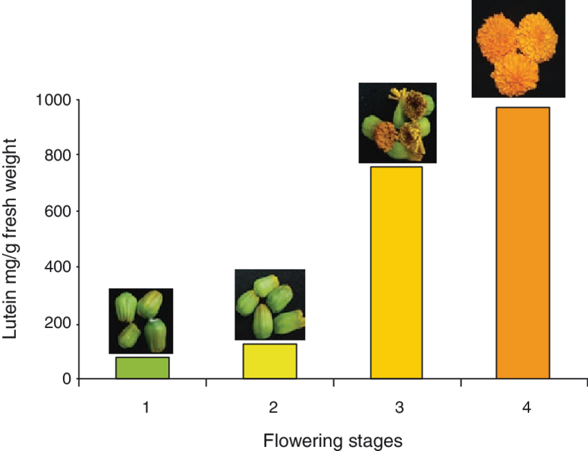 Lutein Content In Different Flowering Stages Of Marigold - Flower (850x653), Png Download