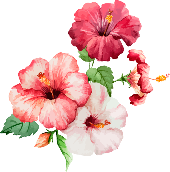 The Annual Show - Hibiscus Watercolor (595x602), Png Download