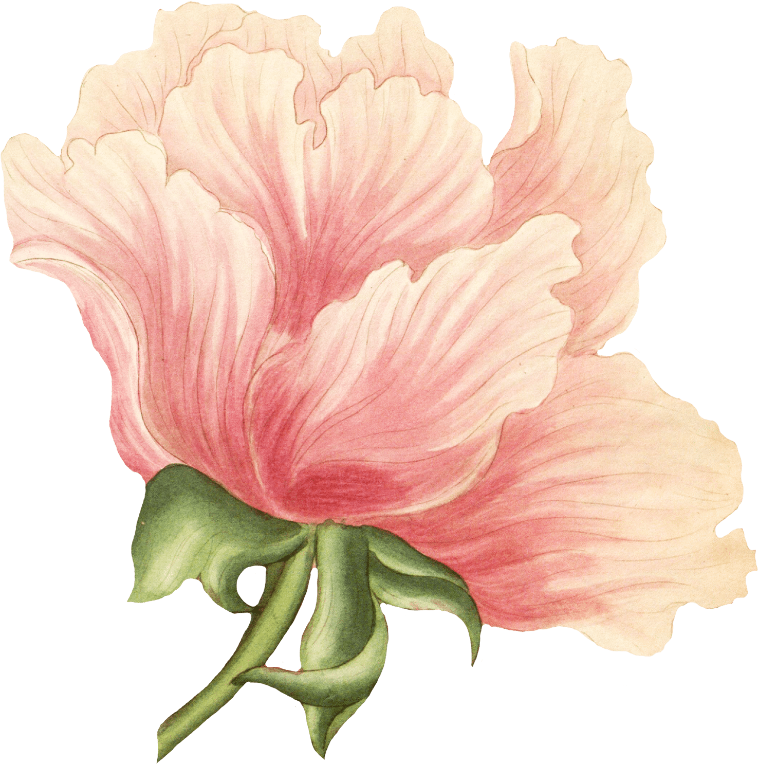 Roses - Chinese Peony (1724x1800), Png Download