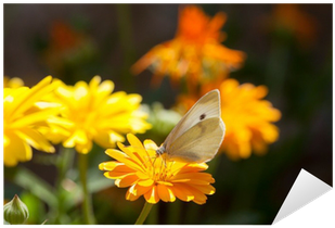 English Marigold (400x400), Png Download