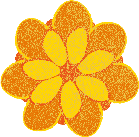 Marigold Blossom Flower - Tagetes Patula (591x591), Png Download