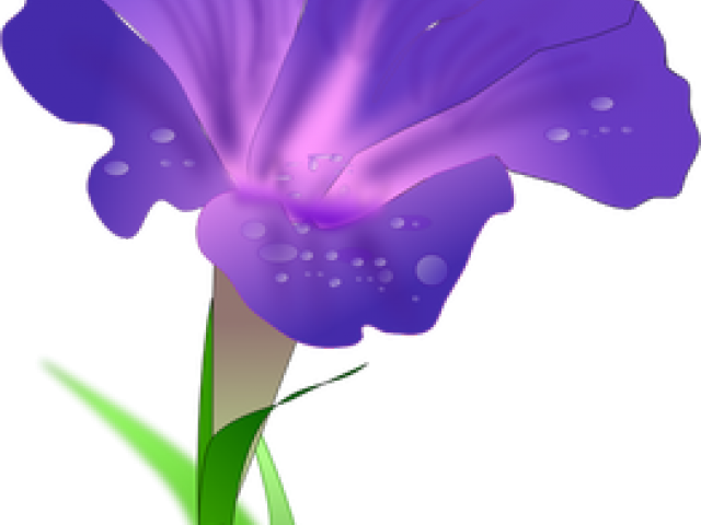 Morning Glory Clipart Marigold Flower - Morning Glory Png (640x480), Png Download