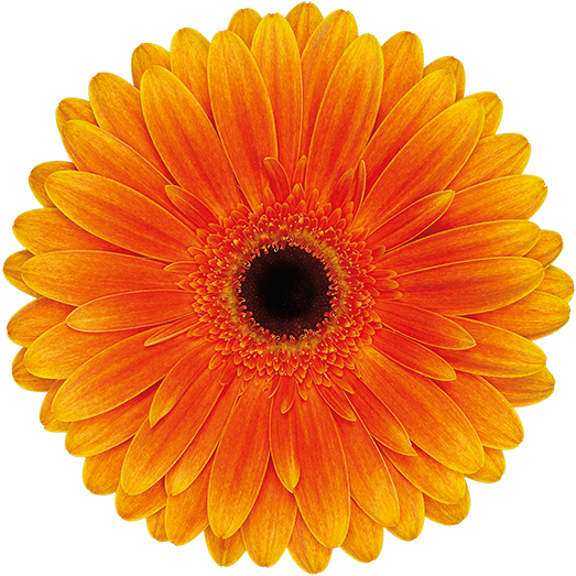 White And Orange Flower Background