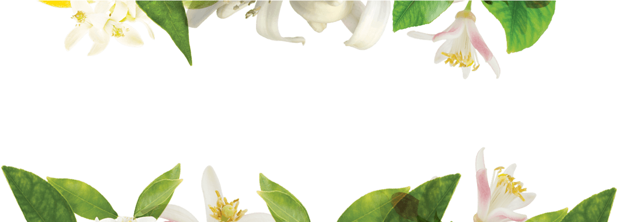 Neroli & Sandalwood - Lily (1400x450), Png Download