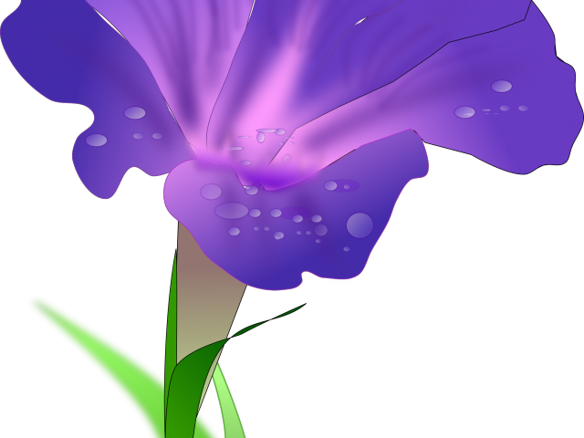 Morning Glory Clipart Mogra - Morning Glory Png (640x480), Png Download