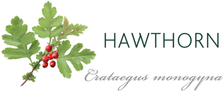 Hawthorn Tree Meaning - Hawthorn Tree (480x264), Png Download