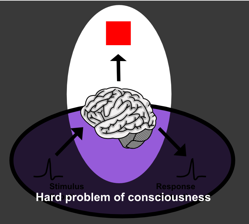 Hard Problem Of Consciousness - Problems With Studying Consciousness (800x719), Png Download