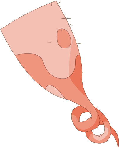 Cork Cloak - Illustration (500x500), Png Download