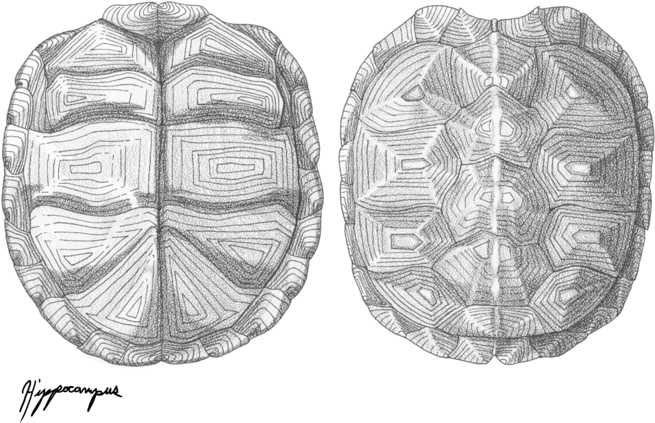 Drawing Shells Scientific Illustration - Turtle Shell Texture Drawing (1017x786), Png Download