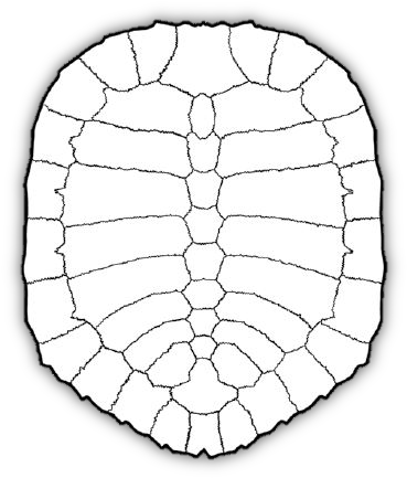 Turtles Use Their Limbs To Propel Themselves In Water - Circle (412x468), Png Download