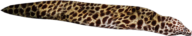 Spotted Eel Png - Slug (638x510), Png Download