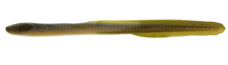 Saltwater 10" Eel - Waxworm (780x780), Png Download