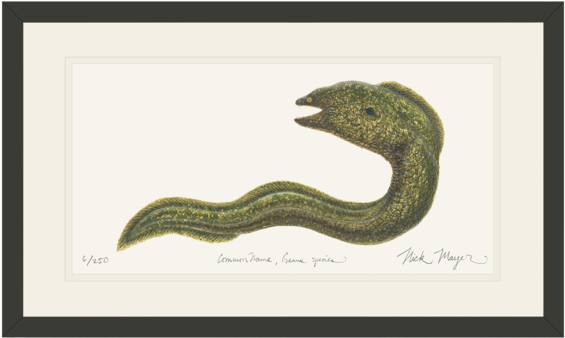 Moray Eel (600x389), Png Download