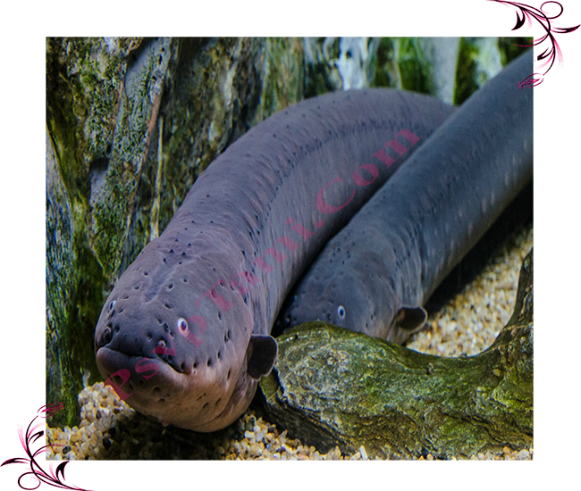 Electric-eel - Electric Eel (650x550), Png Download