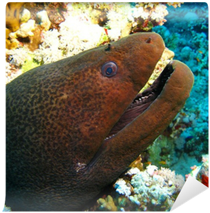 Underwater (400x400), Png Download