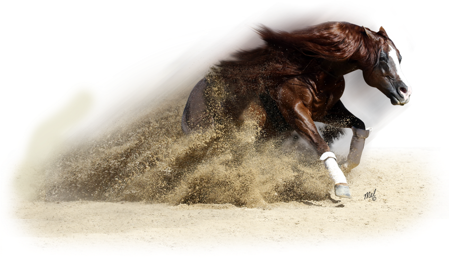 Horse Transparent Western - Western Horse Png (894x559), Png Download
