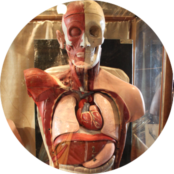 Human Anatomy Máster Degree (348x348), Png Download