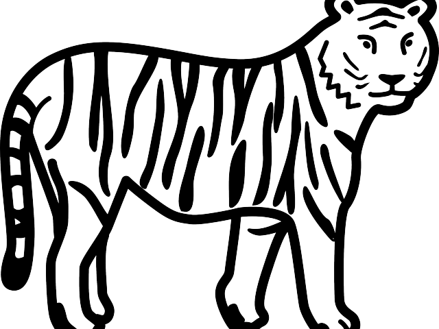 White Tiger Clipart Panda - Tiger Images Black And White (640x480), Png Download