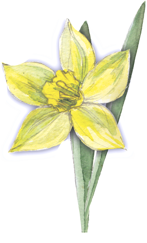 Moisture Yellow Flower Transparent Decorative - Yellow (1024x1333), Png Download