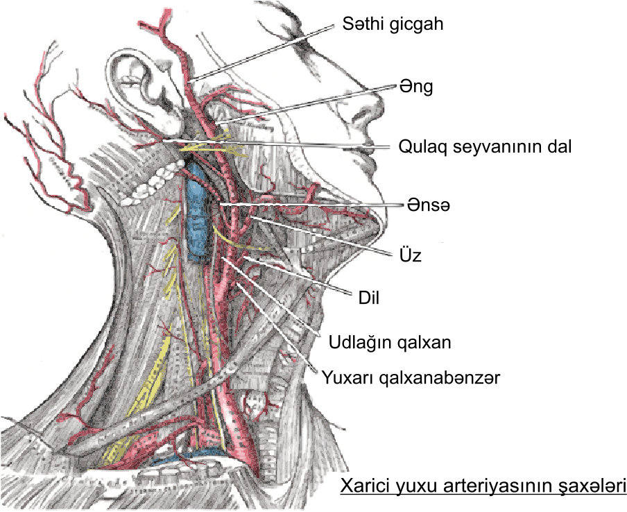 Carótida Externa Az - Arterias Cabeza Y Cuello (1067x754), Png Download