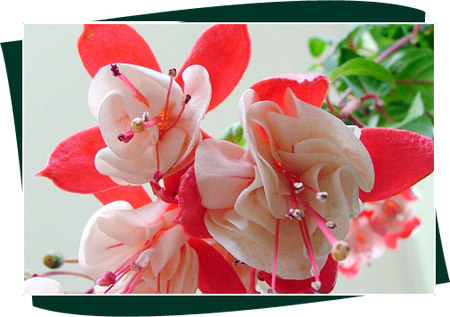 Our Nursery Was Started By Sri - Sri Vijaya Durga Nursery (450x317), Png Download
