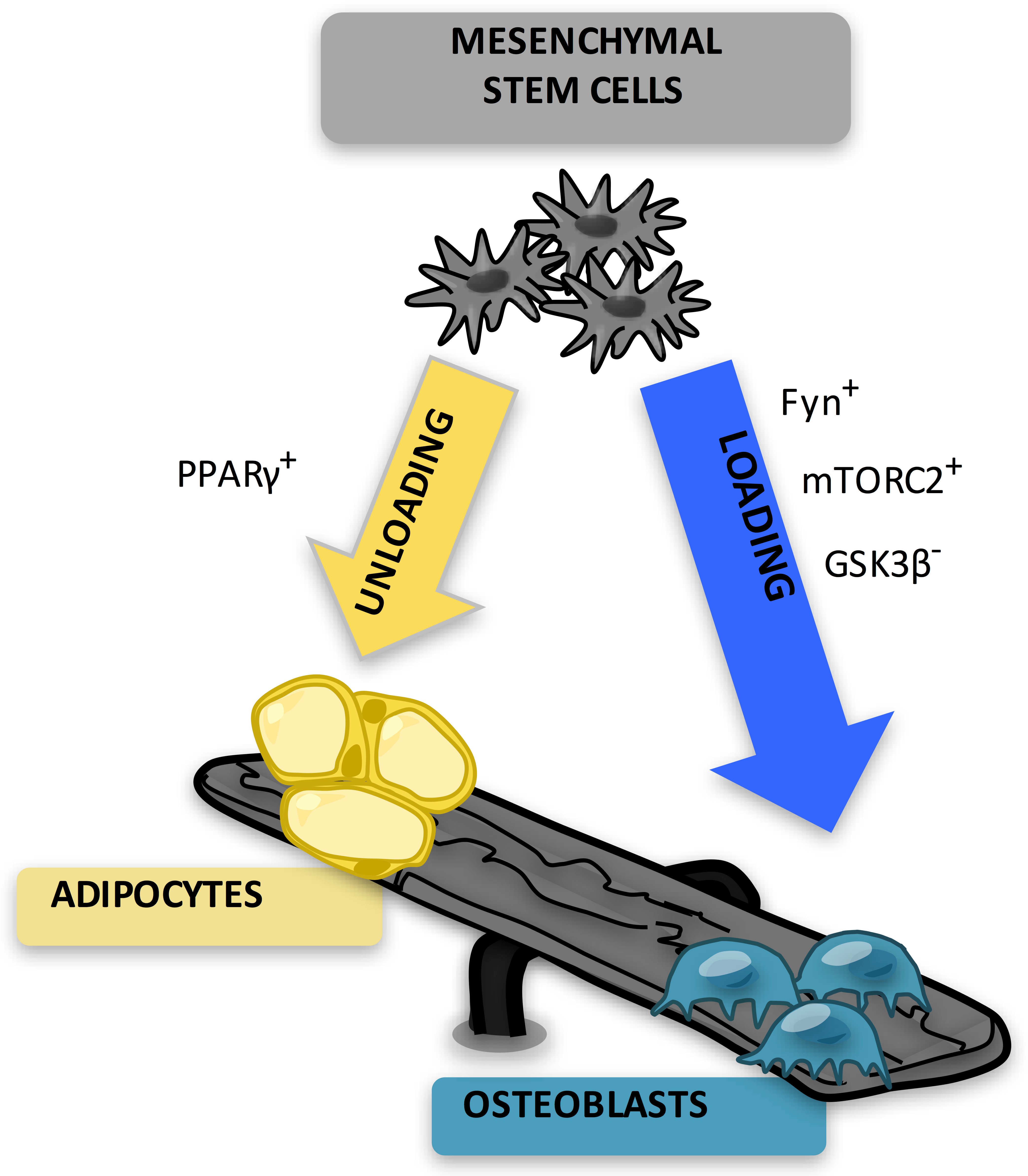 Marrow Adipocytes Are Derived From Mesenchymal Stem - Adipocyte Osteoblast (4433x4766), Png Download