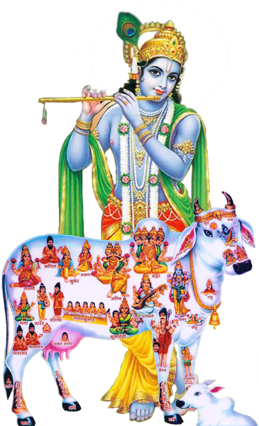 Donate - Kamdhenu Cow (391x599), Png Download