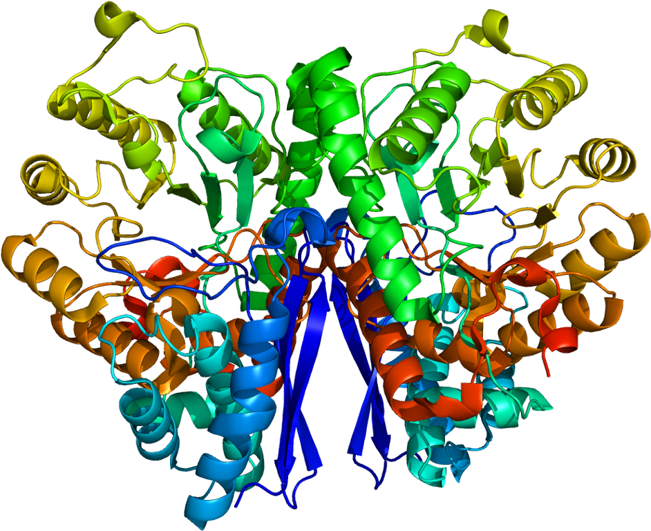Prostatic Acid Phosphatase Structure (991x818), Png Download