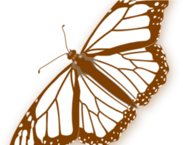 Monarch Butterfly Clipart Png Full Hd - Monarch Butterfly Chrysalis Coloring (640x480), Png Download